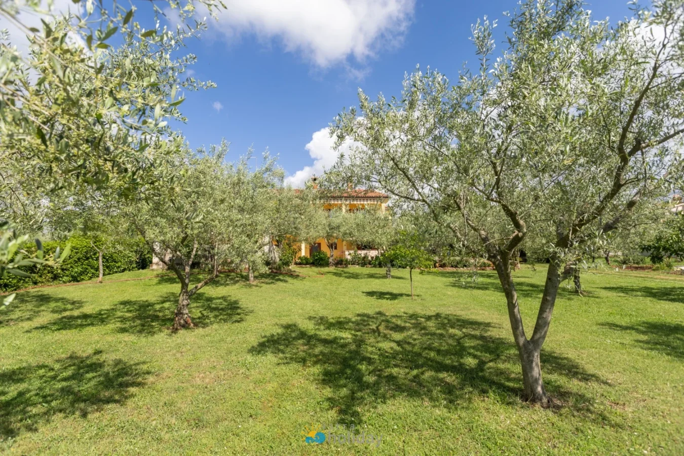 Olive trees in grassy garden with house