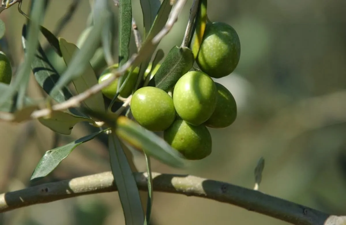 Close-up of green olives on a tree branch.