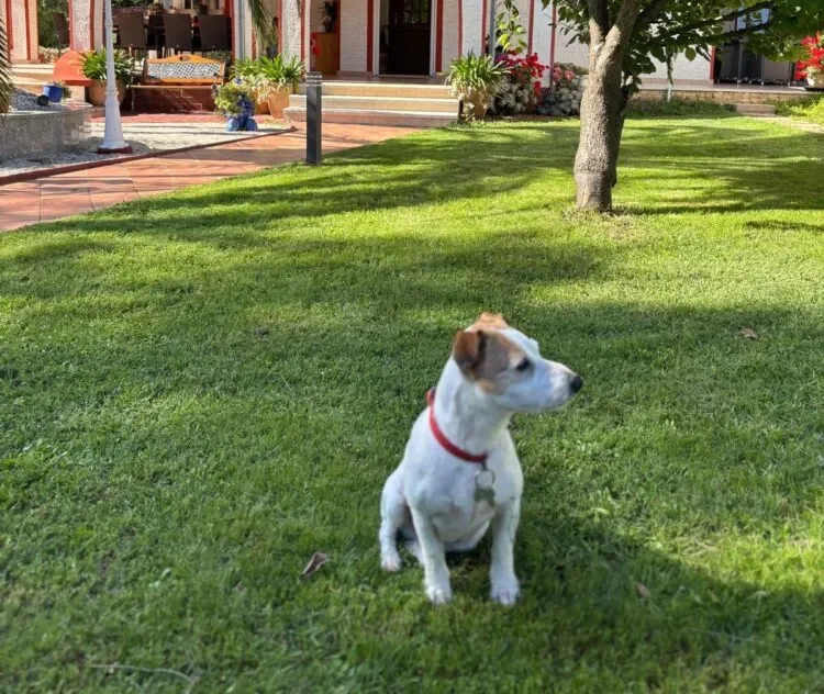 Dog in garden near red-roofed house