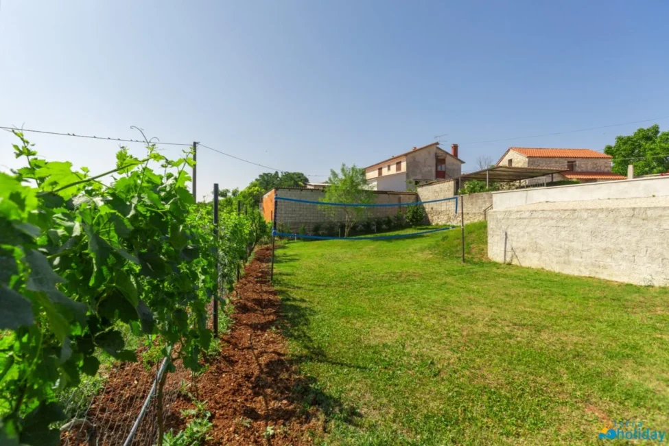 Green vineyard with farmhouse and clear sky